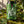 La Pils su muschio e foglie